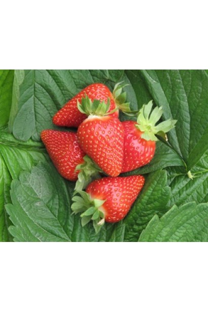 Fragaria ananassa Murano